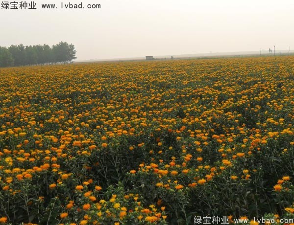 <a href='http://fscangbo.com/yaocaizhongzi/2335.html' target='_blank'>紅花種子</a>
