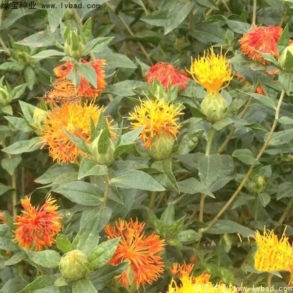 <a href='http://fscangbo.com/yaocaizhongzi/2335.html' target='_blank'>紅花種子</a>