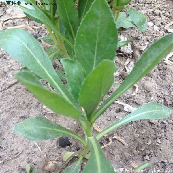 <a href='http://fscangbo.com/yaocaizhongzi/2335.html' target='_blank'>紅花</a><a href='http://fscangbo.com/' target='_blank'>種子</a>