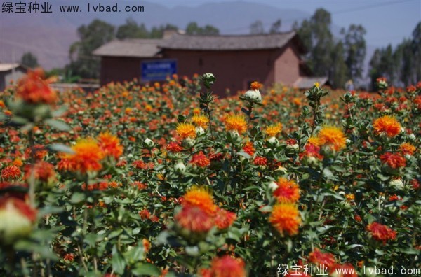 <a href='http://fscangbo.com/yaocaizhongzi/2335.html' target='_blank'>紅花</a><a href='http://fscangbo.com/' target='_blank'>種子</a>