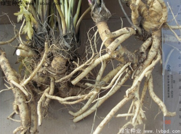 <a href='http://fscangbo.com/yaocaizhongzi/2349.html' target='_blank'>防風(fēng)種子</a>