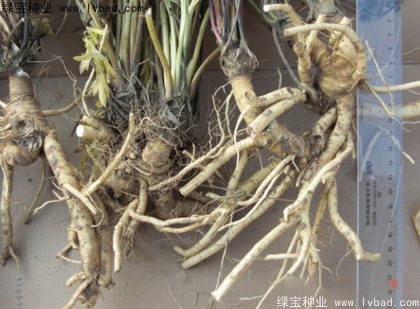 <a href='http://fscangbo.com/yaocaizhongzi/2349.html' target='_blank'>防風(fēng)種子</a>