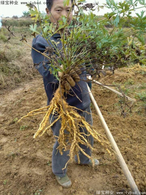 防風(fēng)<a href='http://fscangbo.com/' target='_blank'>種子</a>