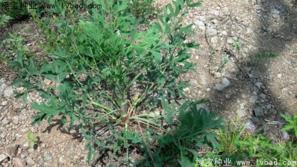 <a href='http://fscangbo.com/yaocaizhongzi/2349.html' target='_blank'>防風(fēng)種子</a>