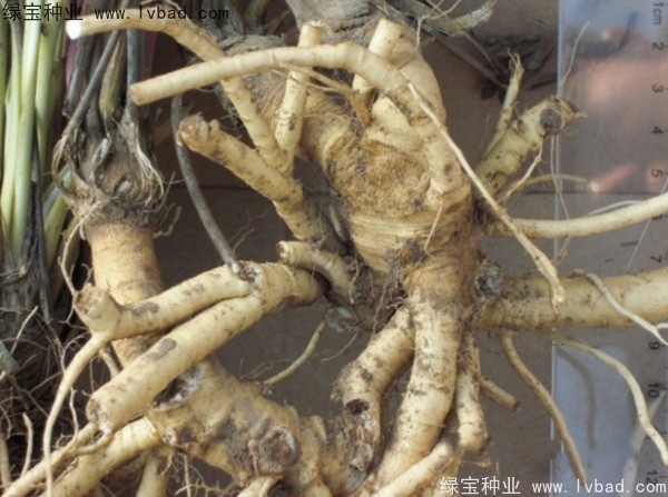 防風(fēng)<a href='http://fscangbo.com/' target='_blank'>種子</a>