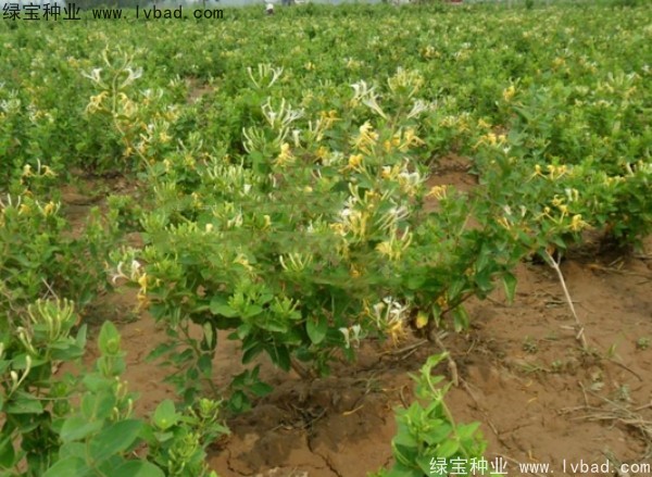 <a href='http://fscangbo.com/yaocaizhongzi/2356.html' target='_blank'>金銀花種子</a>