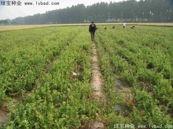 金銀花<a href='http://fscangbo.com/' target='_blank'>種子</a>