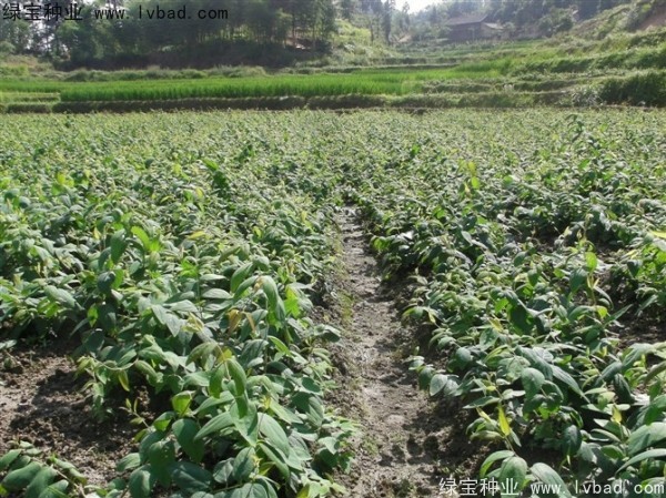 <a href='http://fscangbo.com/yaocaizhongzi/2356.html' target='_blank'>金銀花種子</a>