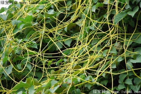 <a href='http://fscangbo.com/yaocaizhongzi/2369.html' target='_blank'>菟絲子種子</a>