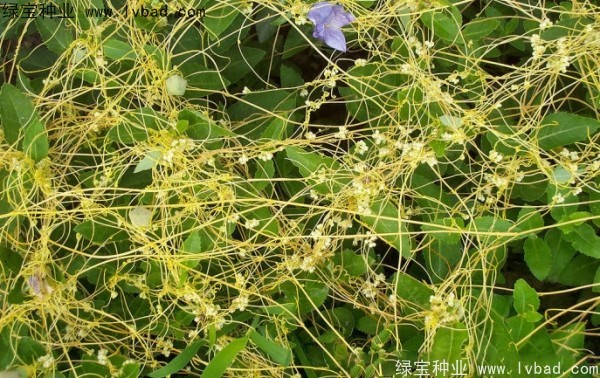 <a href='http://fscangbo.com/yaocaizhongzi/2369.html' target='_blank'>菟絲子種子</a>