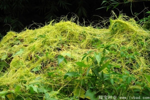 <a href='http://fscangbo.com/yaocaizhongzi/2369.html' target='_blank'>菟絲子</a><a href='http://fscangbo.com/' target='_blank'>種子</a>