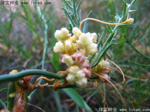 <a href='http://fscangbo.com/yaocaizhongzi/2369.html' target='_blank'>菟絲子種子</a>