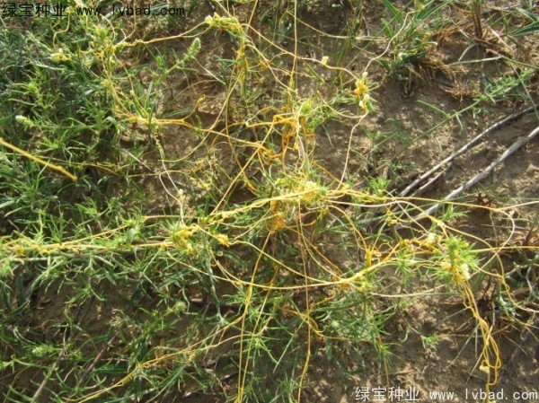 <a href='http://fscangbo.com/yaocaizhongzi/2369.html' target='_blank'>菟絲子</a><a href='http://fscangbo.com/' target='_blank'>種子</a>