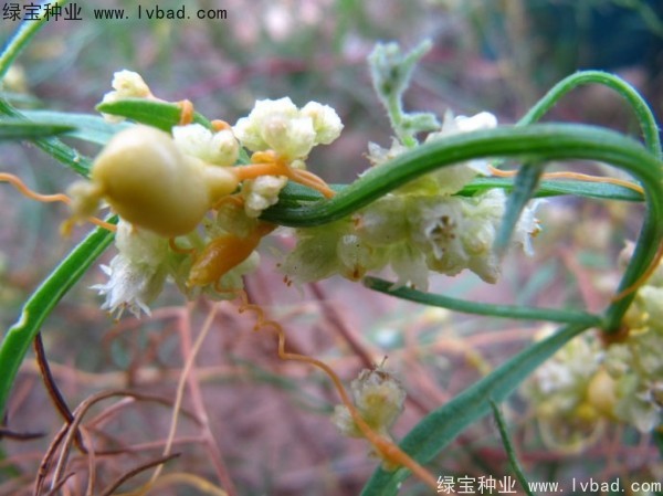 菟絲子<a href='http://fscangbo.com/' target='_blank'>種子</a>