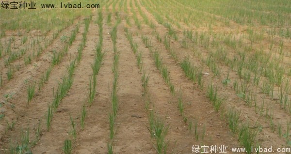 <a href='http://fscangbo.com/yaocaizhongzi/2371.html' target='_blank'>知母種子</a>