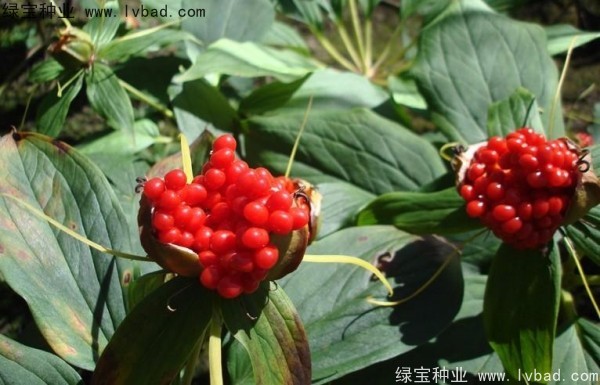 <a href='http://fscangbo.com/yaocaizhongzi/2373.html' target='_blank'>重樓種子</a>