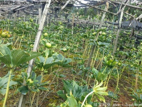 重樓<a href='http://fscangbo.com/' target='_blank'>種子</a>