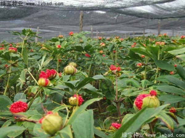 <a href='http://fscangbo.com/yaocaizhongzi/2373.html' target='_blank'>重樓種子</a>