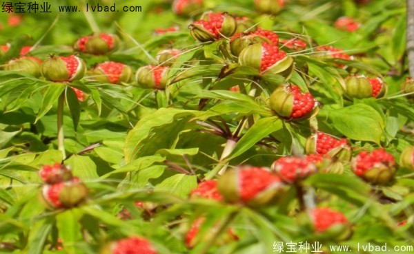 重樓<a href='http://fscangbo.com/' target='_blank'>種子</a>