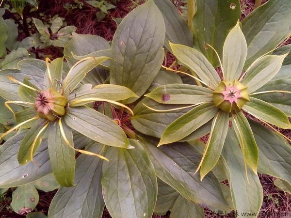 獨角蓮<a href='http://fscangbo.com/' target='_blank'>種子</a>發(fā)芽出苗圖片