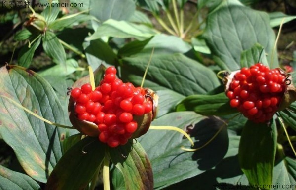 <a href='http://fscangbo.com/yaocaizhongzi/2348.html' target='_blank'>獨角蓮種子</a>發(fā)芽出苗圖片