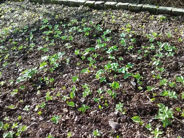 <a href='http://fscangbo.com/yaocaizhongzi/2348.html' target='_blank'>獨角蓮種子</a>發(fā)芽出苗圖片