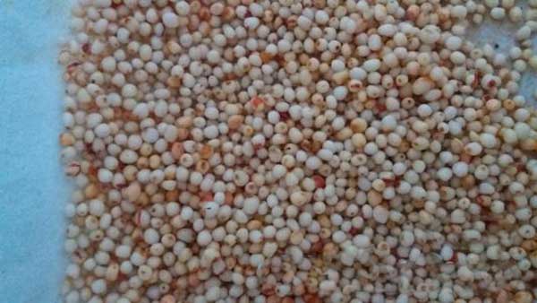 獨角蓮<a href='http://fscangbo.com/' target='_blank'>種子</a>圖片