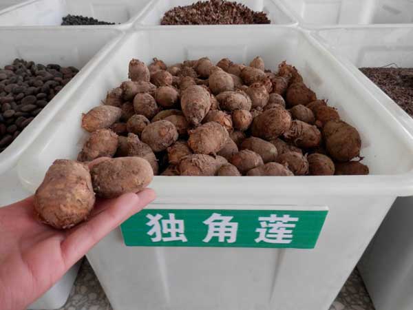 <a href='http://fscangbo.com/yaocaizhongzi/2348.html' target='_blank'>獨角蓮</a>種球種根圖片