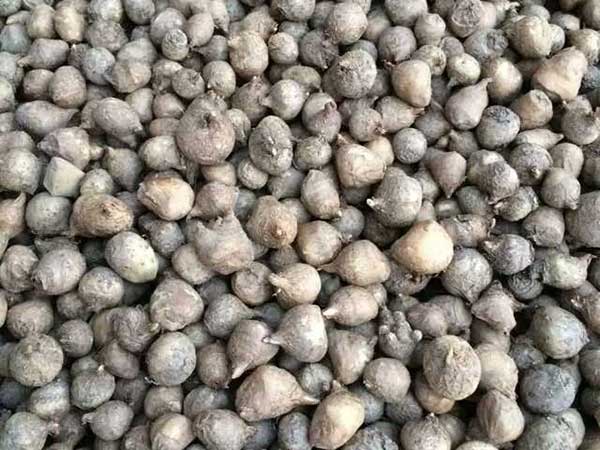 <a href='http://fscangbo.com/yaocaizhongzi/2341.html' target='_blank'>半夏種子</a>圖片