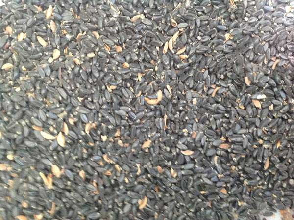 <a href='http://fscangbo.com/linmuzhongzi/1764.html' target='_blank'>小葉黃楊種子</a>圖片