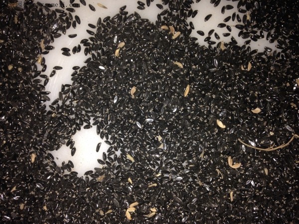 <a href='http://fscangbo.com/linmuzhongzi/1764.html' target='_blank'>小葉黃楊</a><a href='http://fscangbo.com/' target='_blank'>種子</a>圖片