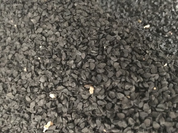 <a href='http://fscangbo.com/caohuazhongzi/1039.html' target='_blank'>大花蔥</a><a href='http://fscangbo.com/' target='_blank'>種子</a>圖片