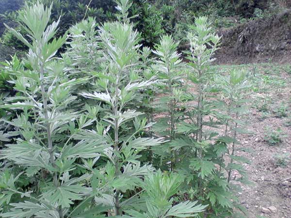 艾草<a href='http://fscangbo.com/' target='_blank'>種子</a>發(fā)芽出苗圖片