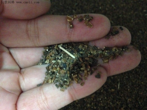 <a href='http://fscangbo.com/caohuazhongzi/1019.html' target='_blank'>艾草種子</a>圖片