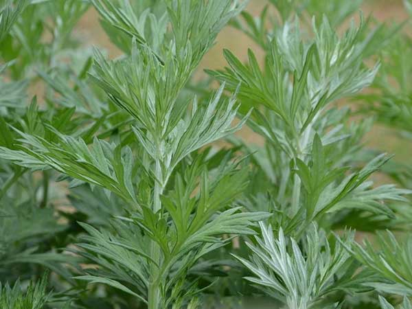 <a href='http://fscangbo.com/caohuazhongzi/1019.html' target='_blank'>艾草種子</a>發(fā)芽出苗圖片