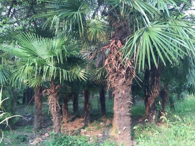 <a href='http://fscangbo.com/linmuzhongzi/1727.html' target='_blank'>棕櫚</a>樹