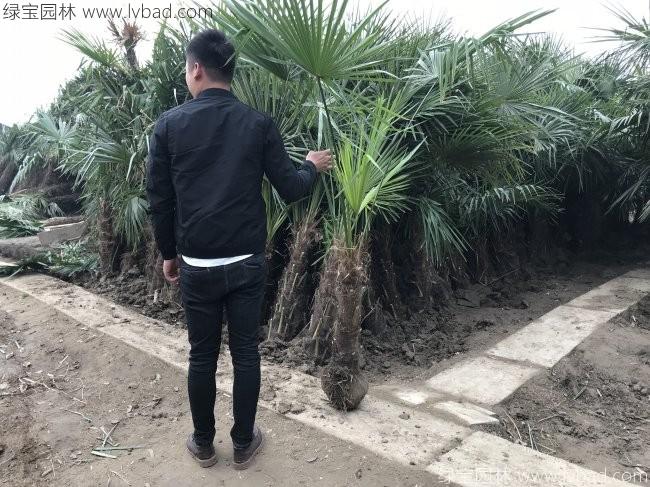 <a href='http://fscangbo.com/xingdaoshu/3596.html' target='_blank'>棕櫚樹</a>