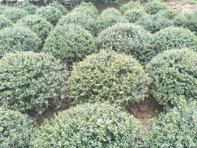 <a href='http://fscangbo.com/qiuleizhiwu/3600.html' target='_blank'>龜甲冬青球</a>