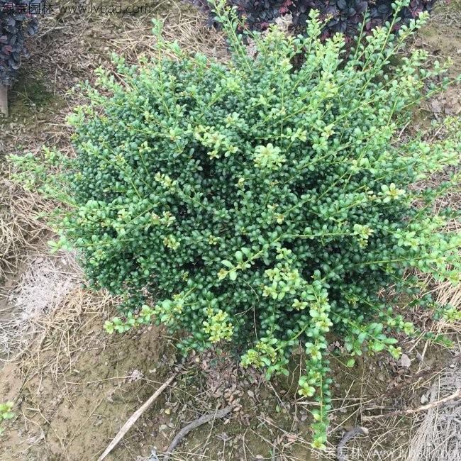 <a href='http://fscangbo.com/dibeiguanmu/3351.html' target='_blank'>龜甲冬青</a>球