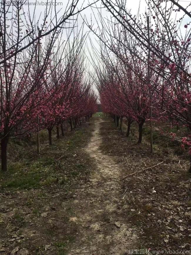 紅梅花紅梅樹苗木植物