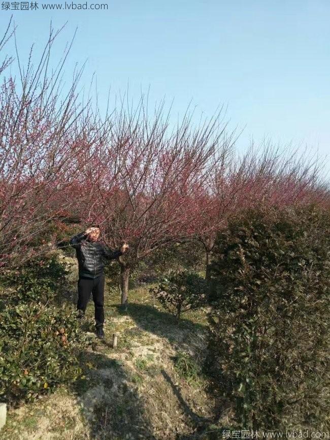 紅梅花紅梅樹苗木植物