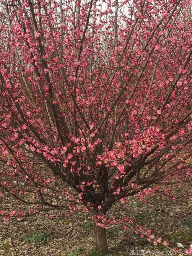 <a href='http://fscangbo.com/xiaoqiaomu/3559.html' target='_blank'>紅梅</a>花<a href='http://fscangbo.com/xiaoqiaomu/3559.html' target='_blank'>紅梅</a>樹(shù)苗木植物