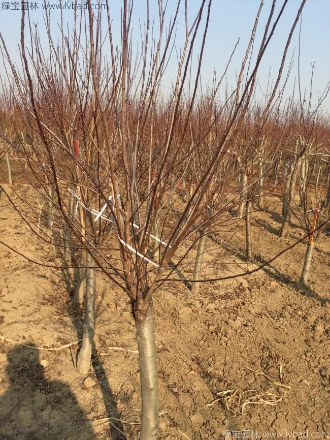 紅梅花紅梅樹苗木植物