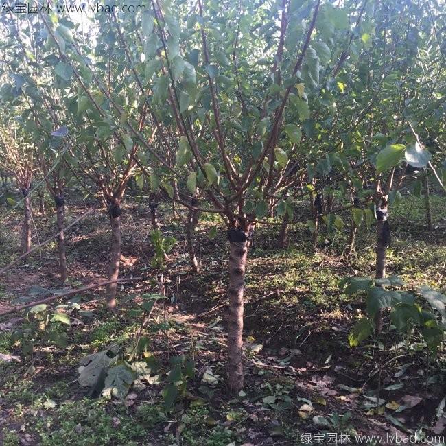 紅梅花紅梅樹苗木植物