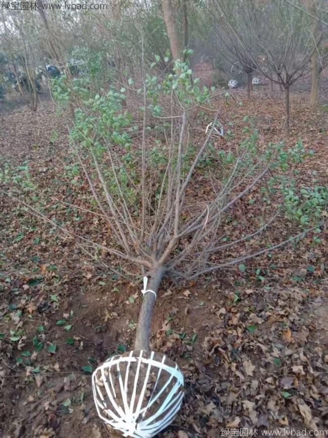 紅梅花紅梅樹苗木植物