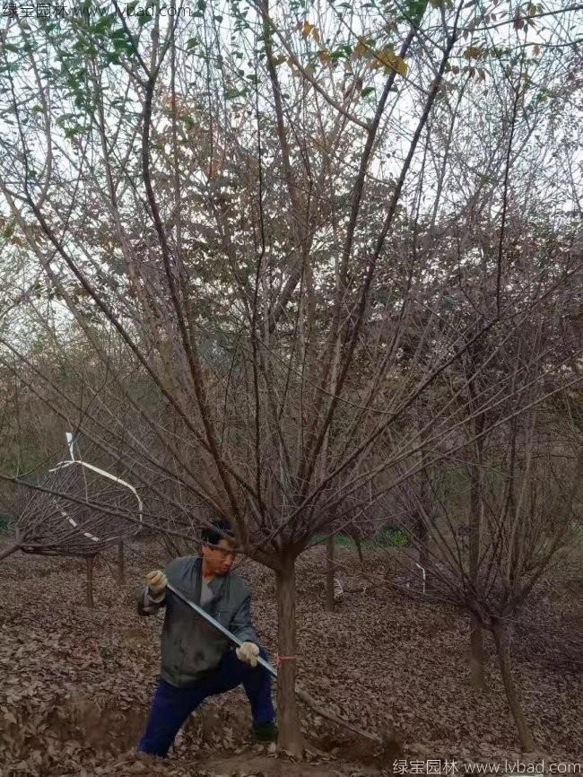 紅梅花紅梅樹苗木植物