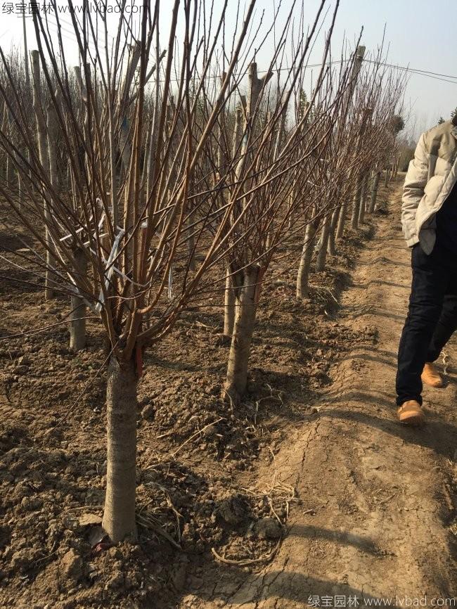 紅梅花紅梅樹苗木植物
