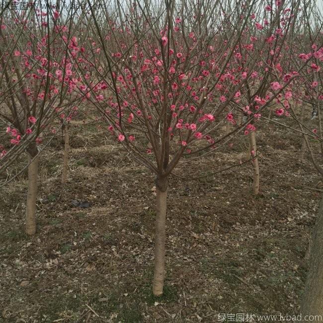 紅梅花紅梅樹苗木植物