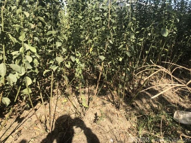 紅梅苗叢生紅梅樹