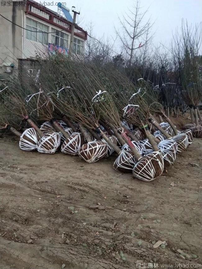 紅梅花紅梅樹苗木植物